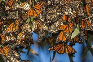 Images Dated 3rd February 2014: USA, California, Pismo Beach. Migrating monarch butterflies cling to leaves. Credit as