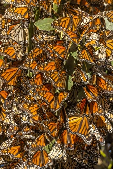 Cluster Prints: USA, California, Pismo Beach. Migrating monarch butterflies cling to leaves. Credit as
