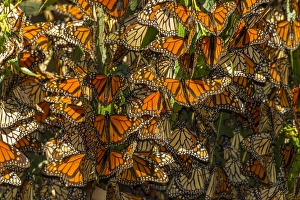 Images Dated 3rd February 2014: USA, California, Pismo Beach. Migrating monarch butterflies cling to leaves. Credit as