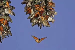 Images Dated 12th January 2007: USA, California, Pismo Beach. Monarch butterflies clustering at a winter roost