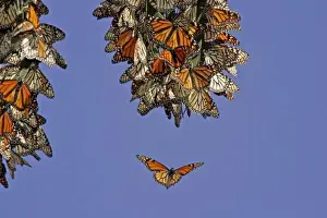 Butter Fly Prints: USA, California, Pismo Beach. Monarch butterflies clustering at a winter roost