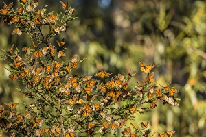 Pismo Beach Prints: USA, California, Pismo Beach. Monarch butterflies clustering in winter sunshine. Credit as