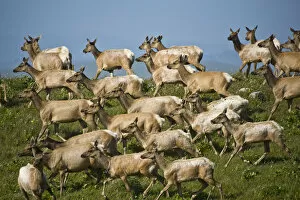 USA, California, Point Reyes National Seashore. Tule elk herd
