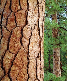 Images Dated 6th May 2014: USA, California, Ponderosa Pine in Yosemite National Park, CA