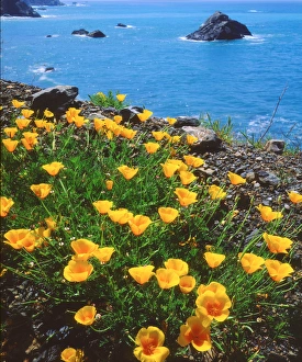Images Dated 6th May 2014: USA, California, Poppies along the Pacific CoastA