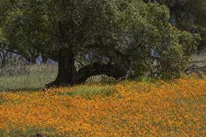 Images Dated 17th June 2021: USA, California. Poppies and tree scenic