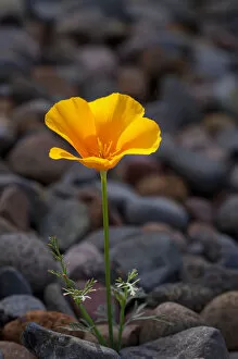 Images Dated 19th May 2007: USA, California. Poppy wildflower and rocks