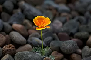 Images Dated 19th May 2007: USA, California. Poppy wildflower and rocks