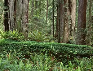 Giant Prints: USA, California, Prairie Creek Redwoods State Park, Redwoods tower above fresh spring