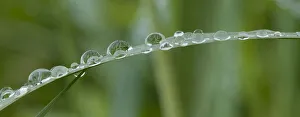 Coloma Prints: Usa, California. Raindrops crowd this grass blade in Lotus, California