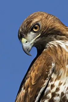 Hawk Prints: USA, California. Red-shouldered hawk portrait