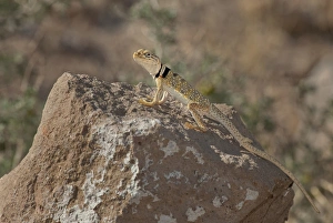 Dave Welling Prints: USA, California, Redding Canyon. Close-up of male Great Basin collared lizard on rock