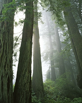 USA, California, Redwood National Park, Redwoods in fog