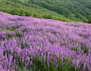 Spectacular Prints: USA, California, Redwood National Park, Spring meadow of riverbank lupine and distant