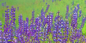 USA, California, Redwood National Park. Abstract of lupine flowers