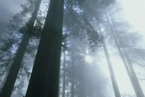 USA, California, Redwood National Park, Del Norte County, foggy dawn in Lady Bird Grove