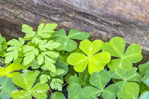 Images Dated 14th August 2021: USA, California, Redwood National and State Parks. Oxalis leaves and redwood log