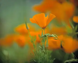 USA, California, Redwood NP. California poppies cover the hillside in Redwood NP