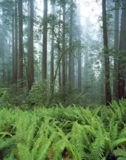 Forest Floor Prints: USA, California, Redwood NP. Ferns and rhododendron plants fill the forest floor