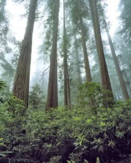 Forest Floor Prints: USA, California, Redwood NP. Fog filters the light falling on rhododendrons at Redwood