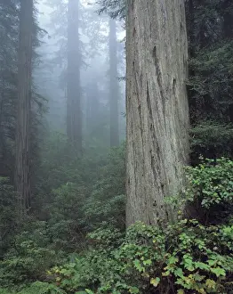 Forest Floor Prints: USA, California, Redwood NP. Fog shrouds the trunks of massive redwood trees in Redwood