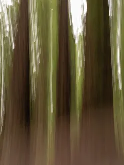 Redwood Prints: Usa, California. Three redwood tree trunks