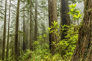 Images Dated 31st May 2014: USA, California, Redwoods National Park. Foggy forest