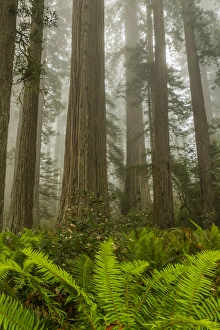 Images Dated 1st June 2014: USA, California, Redwoods National Park. Redwood trees and fog