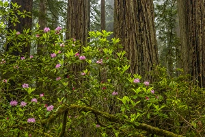 Images Dated 31st May 2014: USA, California, Redwoods National Park. Rhododendrons in forest