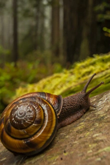 Images Dated 31st May 2014: USA, California, Redwoods National Park. Close-up of snail