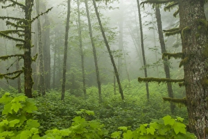 USA, California, Redwoods National Park. Fog in Ladybird Johnson Grove. Cathy & Gordon Illg