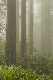 Images Dated 1st June 2014: USA, California, Redwoods National Park. Redwood trees and fog