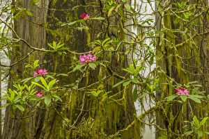 Images Dated 31st May 2014: USA, California, Redwoods National Park. Fog and rhododendrons in forest. Credit as