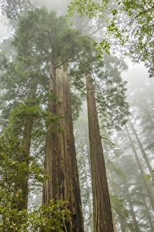 Images Dated 1st June 2014: USA, California, Redwoods National Park. Redwood trees and fog