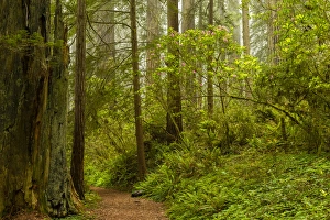 Images Dated 31st May 2014: USA, California, Redwoods National Park. Trail through forest