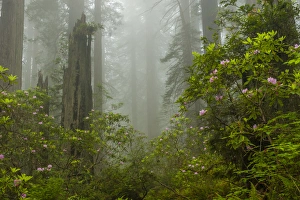 Images Dated 31st May 2014: USA, California, Redwoods National Park. Fog and rhododendrons in forest. Credit as