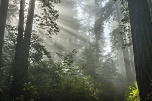 Images Dated 1st June 2014: USA, California, Redwoods National Park