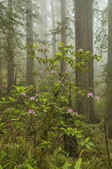 Images Dated 31st May 2014: USA, California, Redwoods National Park. Fog and rhododendrons in forest. Credit as