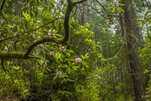 Images Dated 31st May 2014: USA, California, Redwoods National Park. Rhododendrons in forest