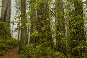 Images Dated 31st May 2014: USA, California, Redwoods National Park. Fog and rhododendrons in forest. Credit as
