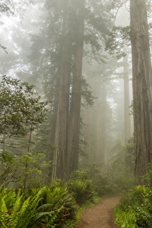 Images Dated 1st June 2014: USA, California, Redwoods National Park. Trail through redwood trees and fog. Credit as