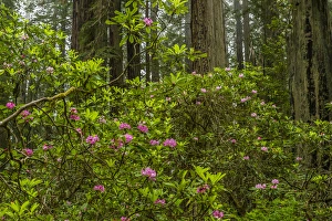 Images Dated 31st May 2014: USA, California, Redwoods National Park. Rhododendrons in forest