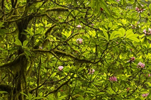 Images Dated 30th May 2014: USA, California, Redwoods National Park. Rhododendrons in forest
