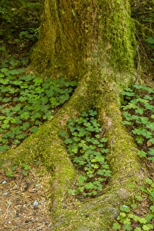 Images Dated 30th May 2014: USA, California, Redwoods National Park. Clover at tree base