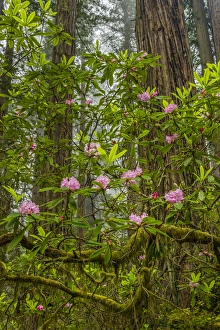 Images Dated 31st May 2014: USA, California, Redwoods National Park. Rhododendrons in forest