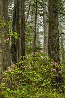 Images Dated 31st May 2014: USA, California, Redwoods National Park. Rhododendrons in forest