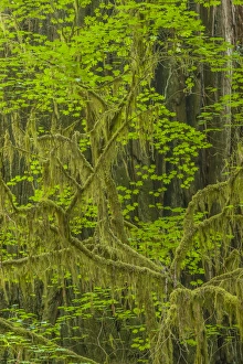 Images Dated 31st May 2014: USA, California, Redwoods National Park. Mossy limbs in forest