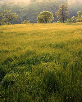 Sacramento Prints: USA, California, Sacramento County, Springtime Oaks