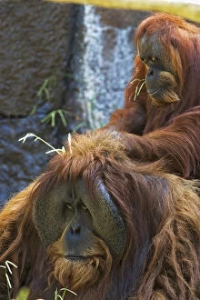 USA, California, Sacramento. Sumatran orangutans in the Sacramento Zoo. CA. Credit as