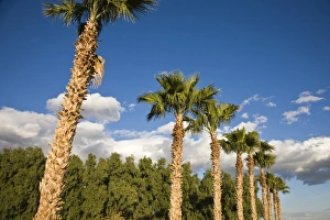 Images Dated 25th December 2008: USA, California, Salton City. Salton Sea area, palm grove